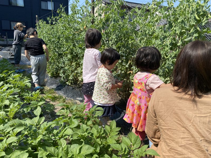 畑で子どもたちがえんどう豆をとっている写真